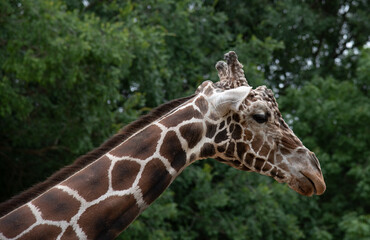 Giraffe in Nature