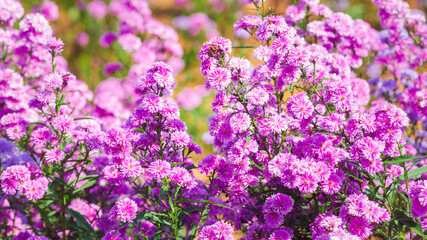 field of lavender flowers