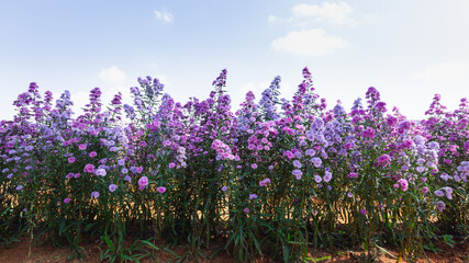 Obraz premium lavender field in region
