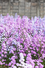 Beautifully Margaret flowers bloom and freshly in the fields