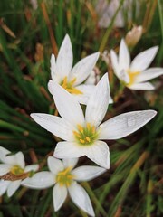 Obraz premium white frangipani flower