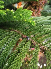 green moss background