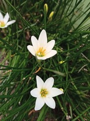 white and yellow flowers