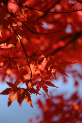 光が当たる紅葉