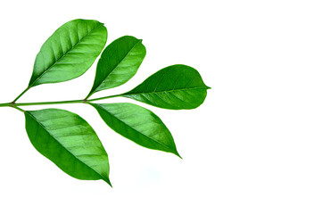 green leaves isolated on white background