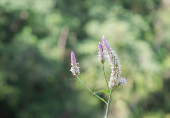 Cockscomb flower in nature and blurred background