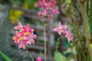 A fresh and beautiful pink purple orchid