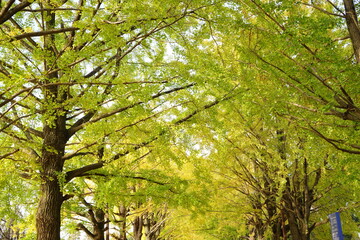 Yellow and Green Gingko tree during autumn, leaf peeping. Autumn in city of Tokyo, Japan - 秋 風景 紅葉 銀杏 黄色 日本	