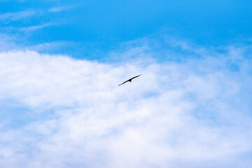 blue sky with a black silhouette of a flying bird