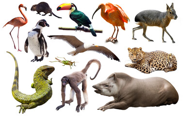 Set of spectacled caiman, tapir and other animals of South America over white background