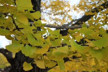 Yellow Gingko tree during autumn, leaf peeping. Autumn in city of Tokyo, Japan - 秋 風景 紅葉 銀杏 黄色 日本	