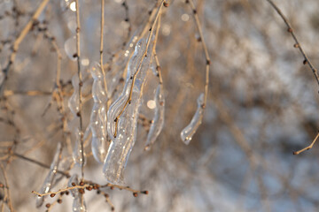 Natural background with ice crystals on plants after an icy rain.