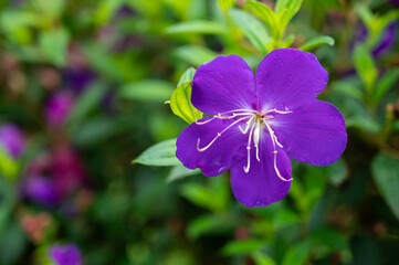Beautiful violet of flower with water drop from raining