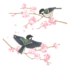 桜の枝にとまるかわいい野鳥シジュウカラのベクターイラスト