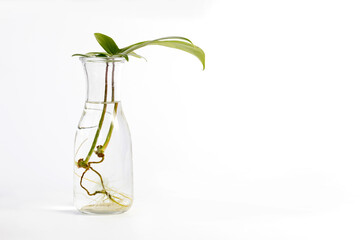 Water propagation Philodendron Florida Ghost tropical indoor houseplant in a transparent glass...