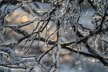 Natural background with ice crystals on plants after an icy rain.