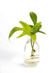 Water propagation Philodendron Florida Ghost tropical indoor houseplant in a transparent glass bottle isolated on white background. Urban Jungle, repotting or potting houseplants.