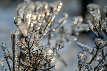 Natural background with ice crystals on plants after an icy rain.