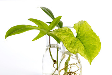 Water propagation "Philodendron Florida Ghost" and "Syngonium Aurea" indoor houseplant in a transparent glass bottle isolated on white background. Urban Jungle, repotting or potting houseplants. © ltyuan