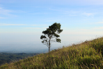 Obraz premium tree that stands alone in middle of wide meadow in hills, nature landscape background wallpaper