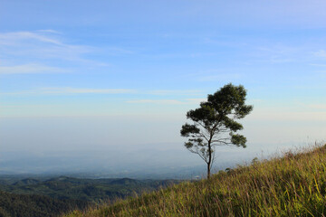 tree that stands alone in middle of wide meadow in hills, nature landscape background wallpaper