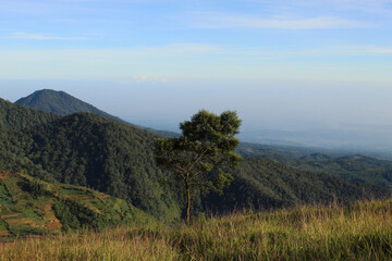 Fototapeta premium tree that stands alone in middle of wide meadow in hills, nature landscape background wallpaper