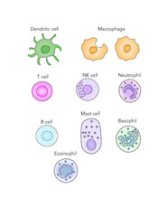 Immune cells [dendritic cell, macrophage, eosinophil, mast cell, NK cell, neutrophil, T and B cells]