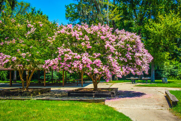 Lock and Dam concrete dam beautiful pink flower tree in a picnic area