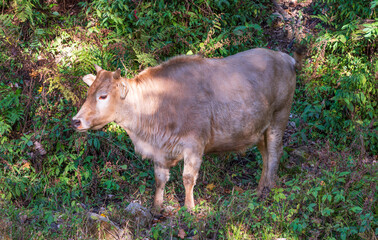 cow in the forest