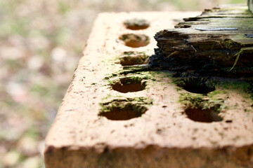 brick under wood with algae