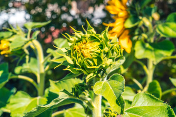 Girasoles floreciendo
