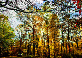 autumn in the forest
