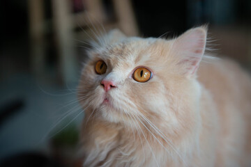 Close up and portrait of cute orange Persian cat