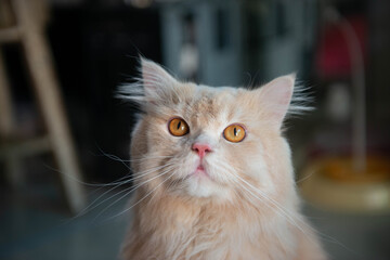 Close up and portrait of cute orange Persian cat