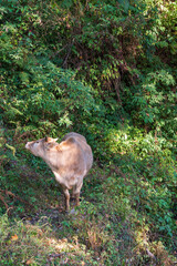 cow in the forest