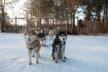 Group of Siberian Husky Dog sled are sitting and standing on the snow