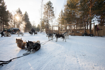 Group of Siberian Husky Dog sled are sitting and standing on the snow with trainer standby for transport