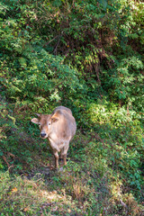 cow in the forest