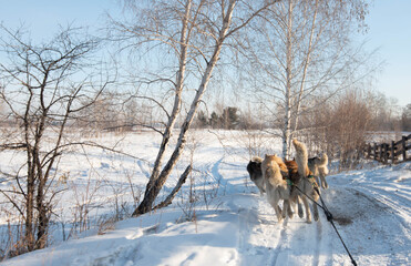 Group of Siberian Husky Dog sledding on the snow