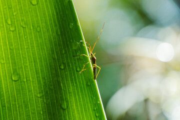 insect and water drops on green leaf