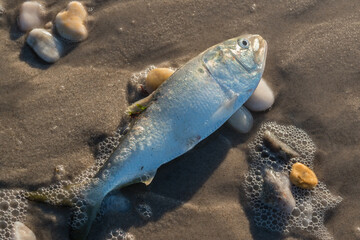 Menhaden fish washed on the beach while still alive