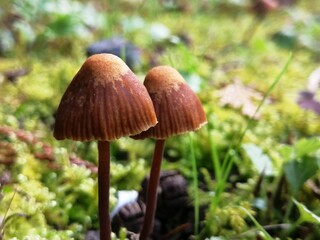 寄り添うきのこ