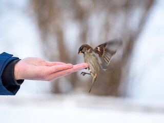 A man feeds sparrows from his hand.