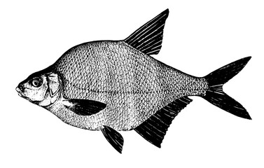Bream, carp. Fish collection. Healthy lifestyle, delicious food, ichthyology scientific drawings. Hand-drawn images, black and white graphics.