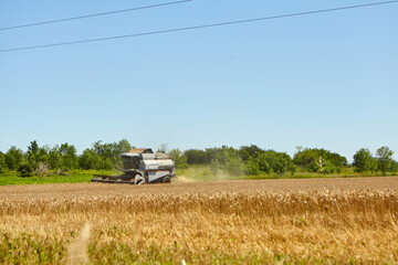 Fototapeta premium Combine harvester in action on wheat field. Process of gathering a ripe crop.