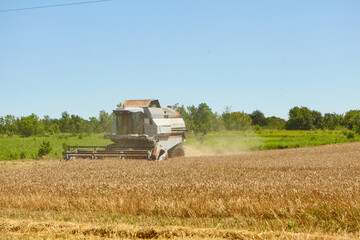 Combine harvester in action on wheat field. Process of gathering a ripe crop.