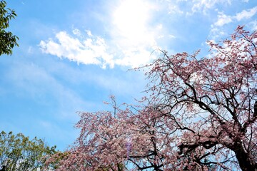 春　桜　青空　風景