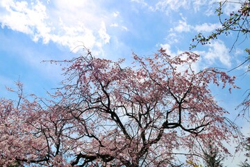春　桜　青空　風景