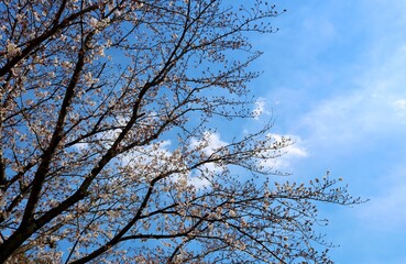 春　桜　青空　風景