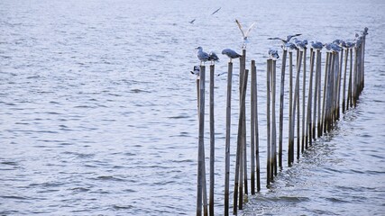 Beautiful nature Birds standing on stumps blue sea background